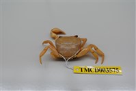 藏品(拉氏清溪蟹)的圖片